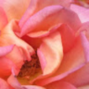 Meet your Posher, Lilly